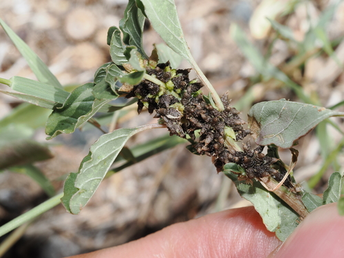 Desert amaranth (Amaranthus macrocarpus)