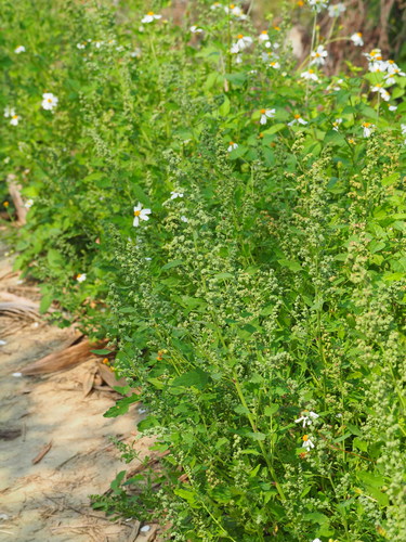 Fig-leaved Goosefoot