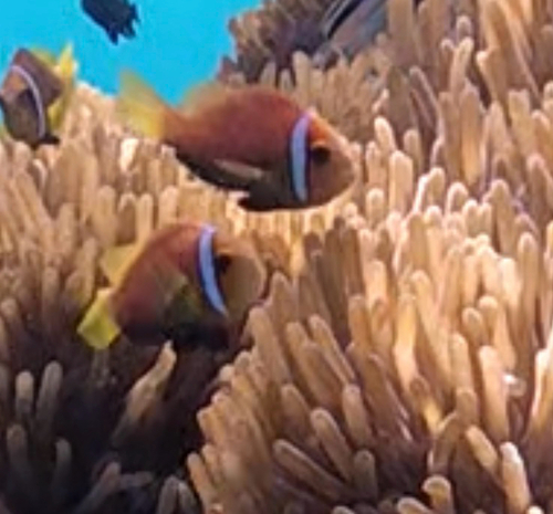 Amphiprion nigripes