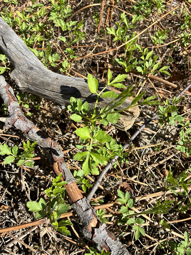 Western White Clematis (Clematis ligusticifolia)