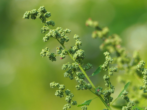 Fig-leaved Goosefoot