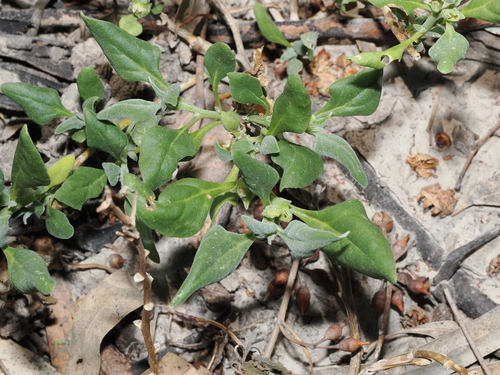 New Zealand Spinach (Tetragonia tetragonoides)