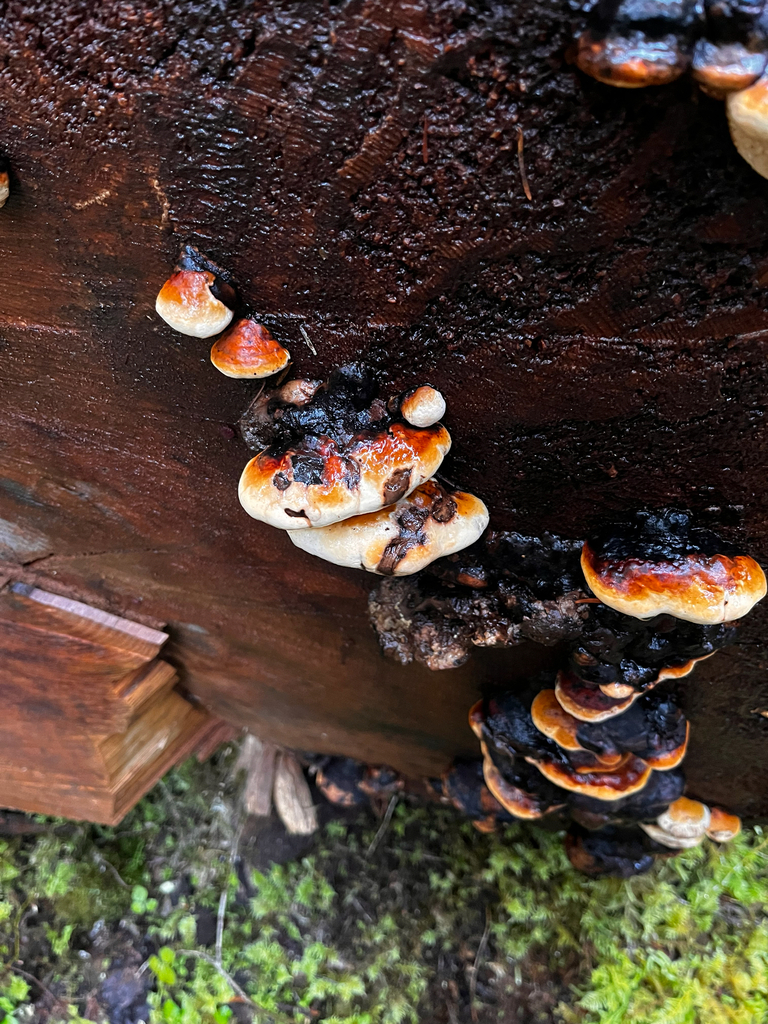 Fomitopsis mounceae · April 2026 · photo: © dualluc (iNaturalist, cc-by)