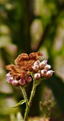 Lepidoptera