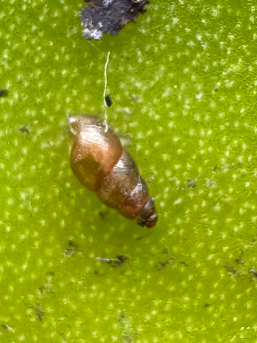 Lamellidea observed 2026-04-02