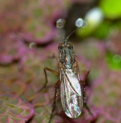 Tetrachaetus bipunctatus