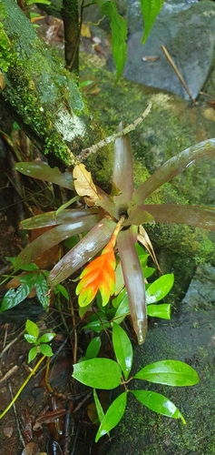 Vriesea carinata