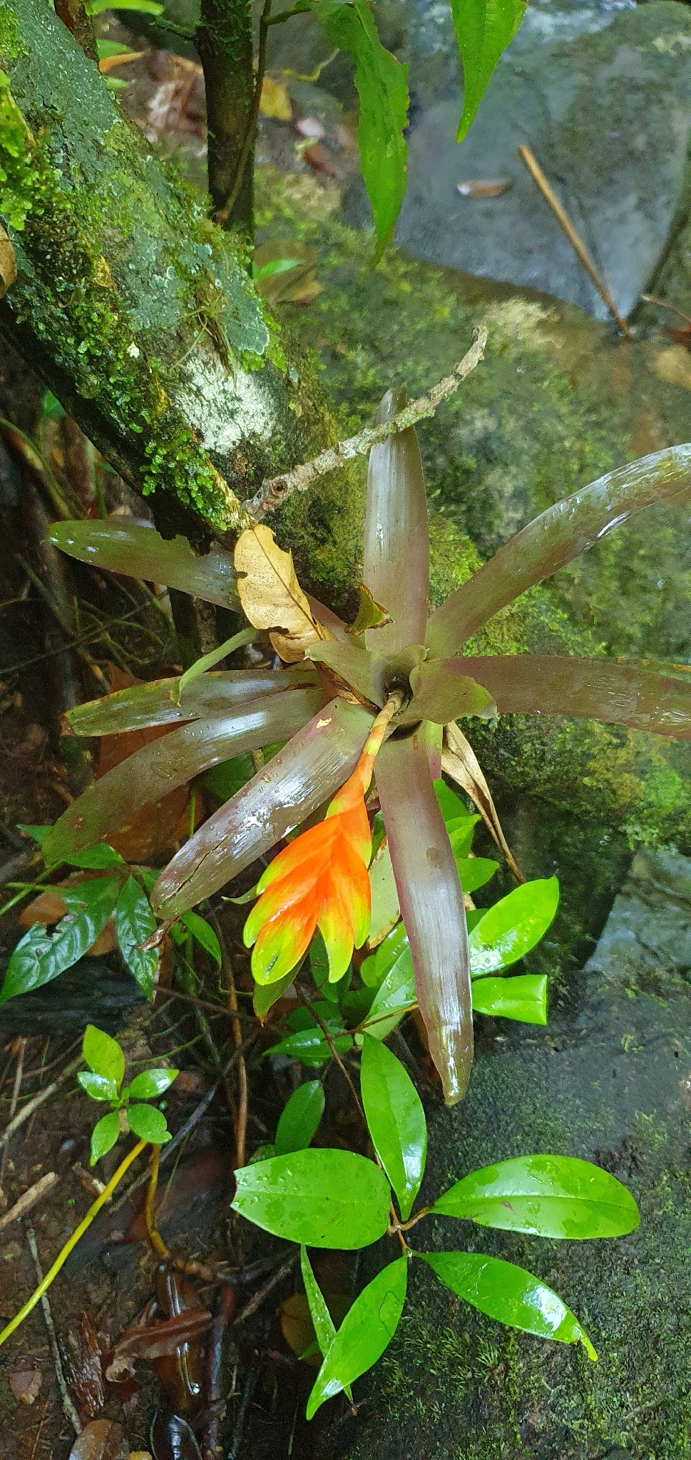 Vriesea carinata