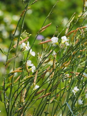 Raphanus sativus longipinnatus