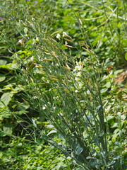 Raphanus sativus longipinnatus