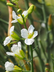 Raphanus sativus longipinnatus