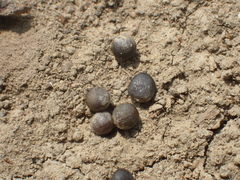 Raphanus sativus longipinnatus