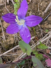 Campanula ramosissima, photograph author not stated, no rights reserved