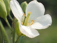 Raphanus sativus longipinnatus