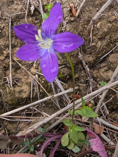 Campanula ramosissima, photograph 5