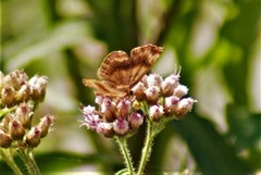 Lepidoptera