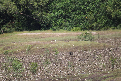 iNaturalist: (c) harmless potato 2015, some rights reserved (CC BY-NC), uploaded by harmless potato 2015 iNaturalist image