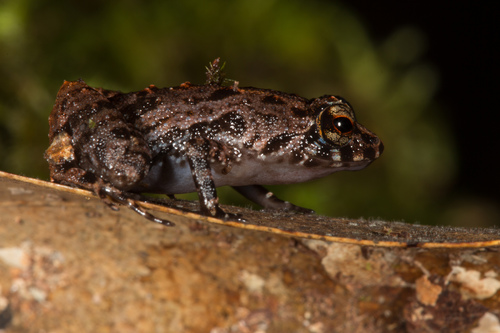 Seychelles Frog, Sooglossus sechellensis