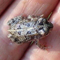 Sclerophrys gutturalis