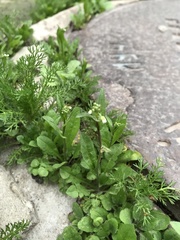 Capsella bursa-pastoris