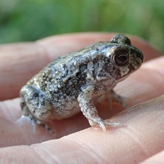 Sclerophrys gutturalis