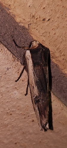Photo of Red Sword-grass (Xylena vetusta)
