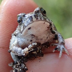 Sclerophrys gutturalis