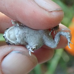 Sclerophrys gutturalis