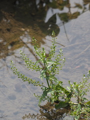 Veronica undulata