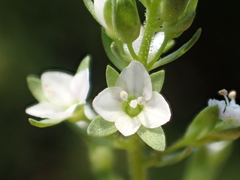 Veronica undulata