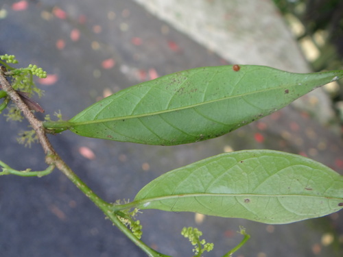 Image of Antidesma japonicum by (c) 呂一起(Lu i-chi), some rights reserved (CC BY)
