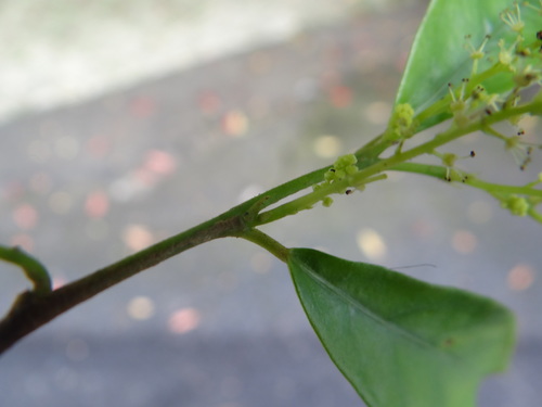 Image of Antidesma japonicum by (c) 呂一起(Lu i-chi), some rights reserved (CC BY)