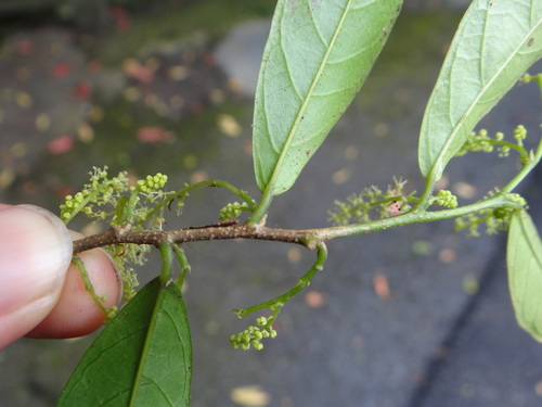 Image of Antidesma japonicum by (c) 呂一起(Lu i-chi), some rights reserved (CC BY)