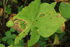 Trillium camschatcense