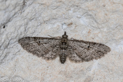 Eupithecia bolterii