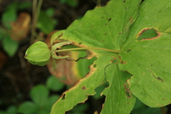Trillium camschatcense
