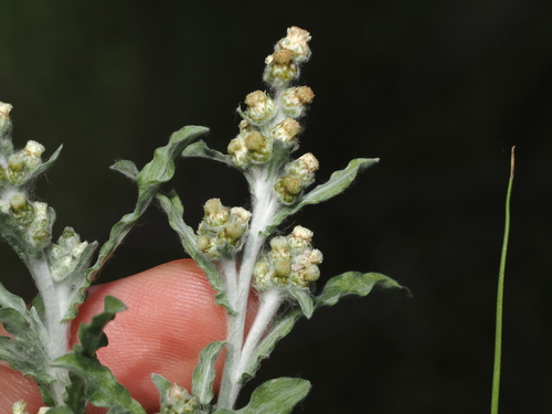 Many stem cudweed (Gnaphalium polycaulon)