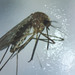 Vigilant Mosquito - Photo (c) Julia Kasper, some rights reserved (CC BY), uploaded by Julia Kasper