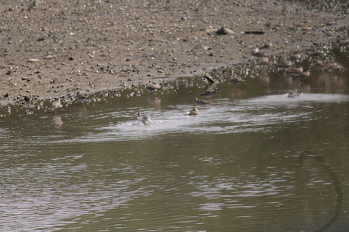 iNaturalist: (c) harmless potato 2015, some rights reserved (CC BY-NC), uploaded by harmless potato 2015 iNaturalist image