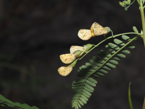 Yellow Pea-Bush (Sesbania cannabina)
