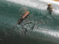 Ectomomyrmex