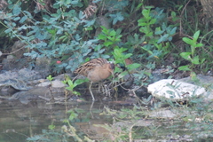Gallicrex cinerea
