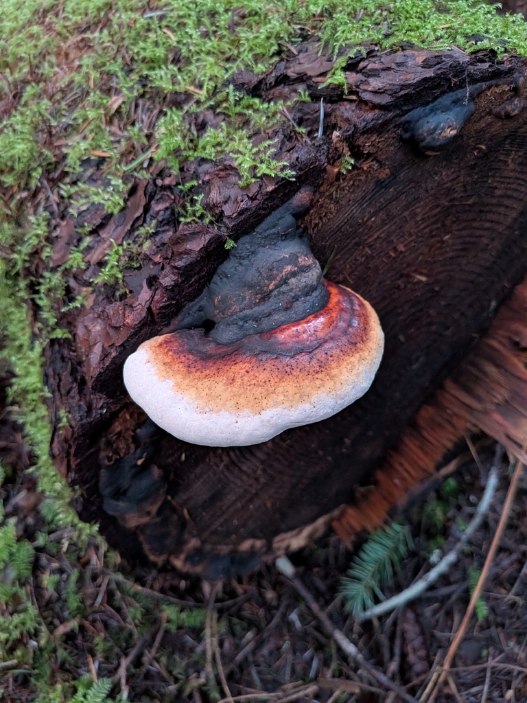 Fomitopsis mounceae · March 2026 · photo: © sylvaingerard (iNaturalist, cc-by)