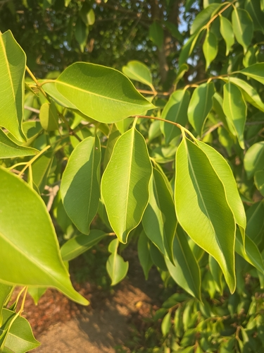 Java plum (Syzygium cumini)