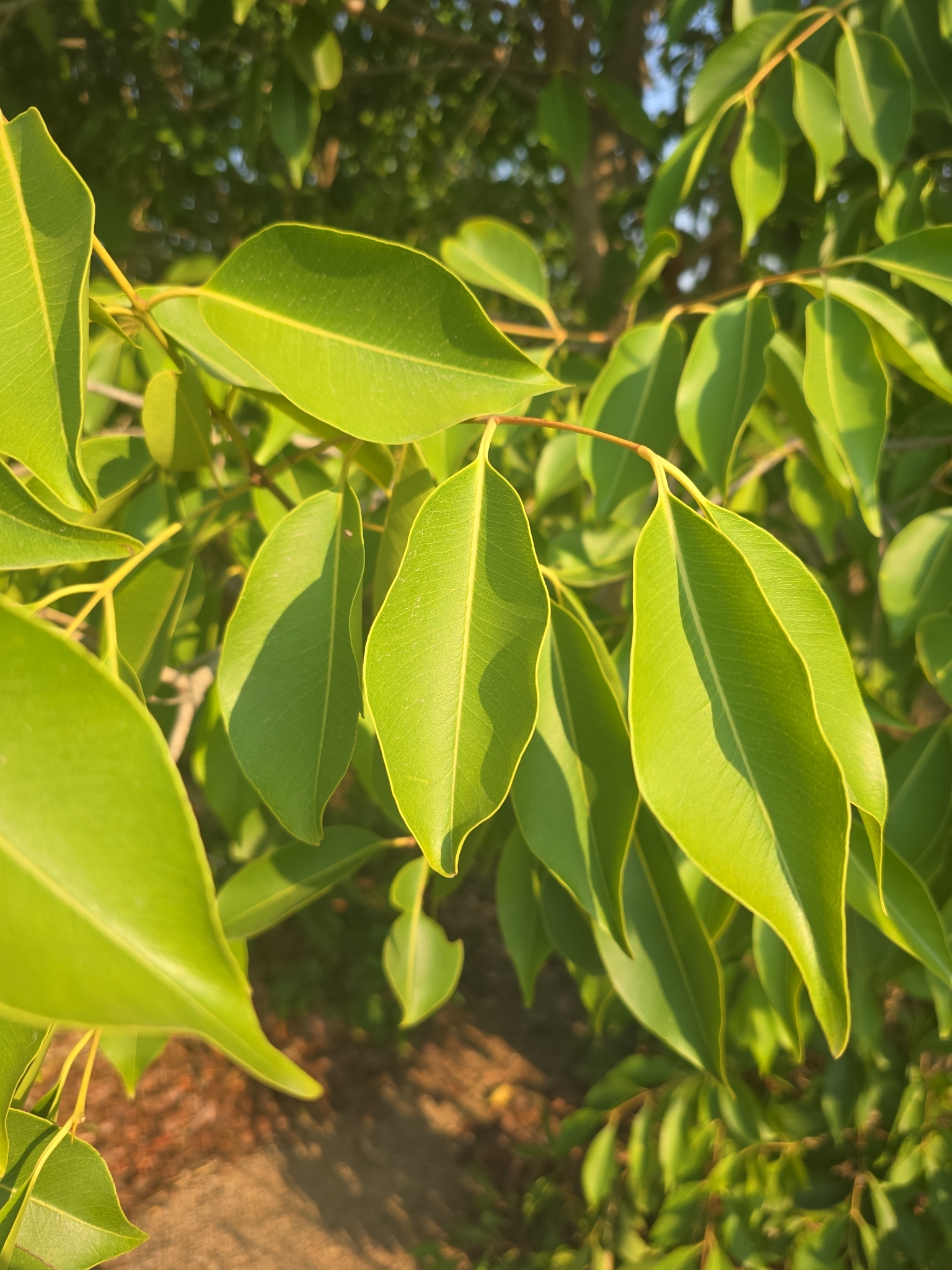Java Plum (Syzygium cumini)