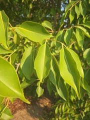 Prunier De Java (Syzygium cumini)