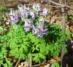 Corydalis solida