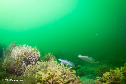 Foto de Solla europea (Pleuronectes platessa)