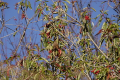 Carpodacus formosanus