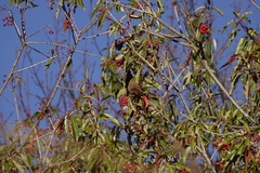 Carpodacus formosanus
